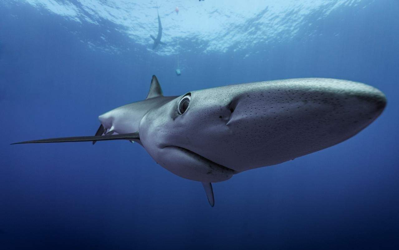 Blue shark off the Azores
