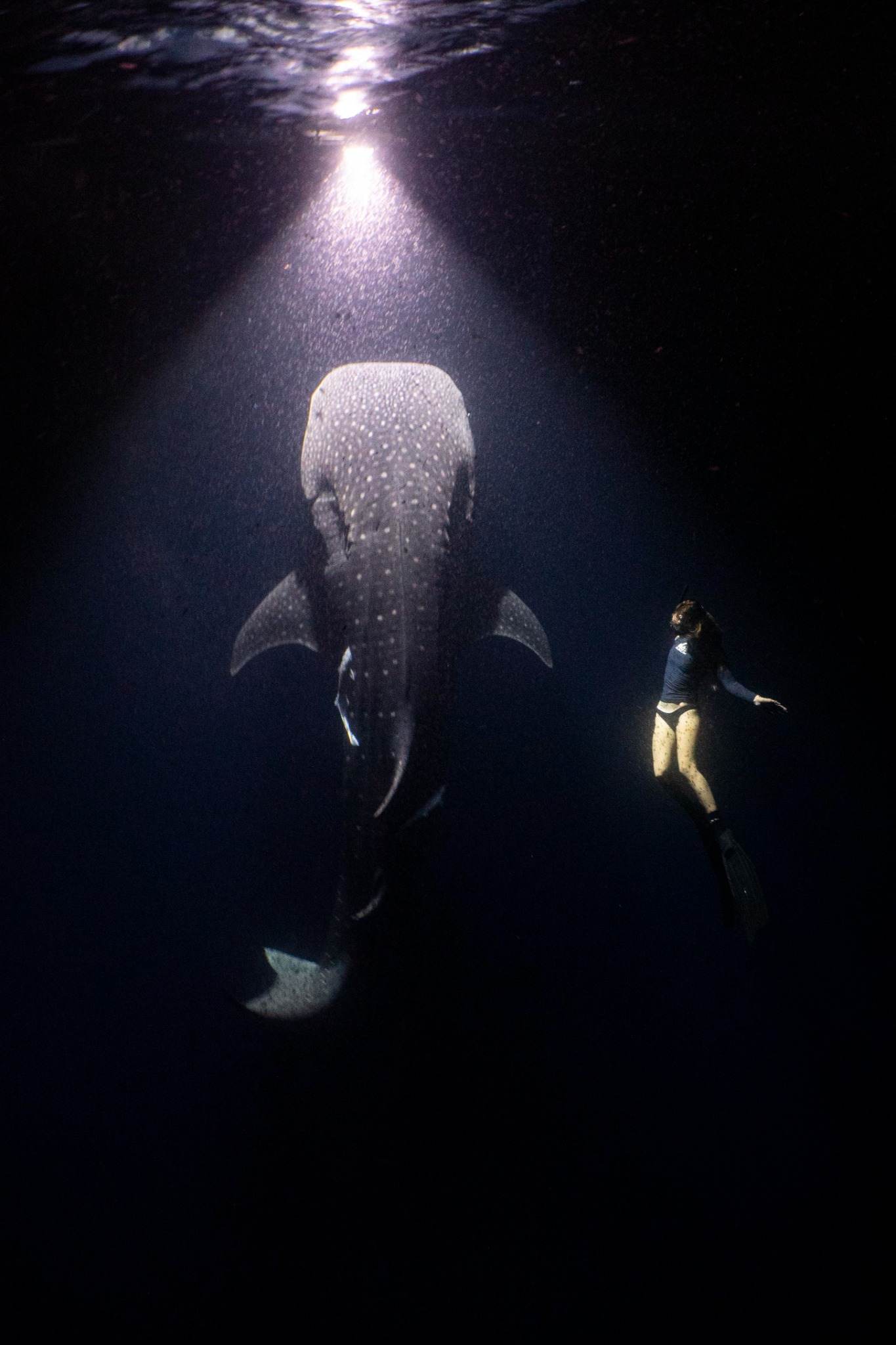 Margaux Le Brun en apnée face à un requin-baleine dans un rayon de lumière