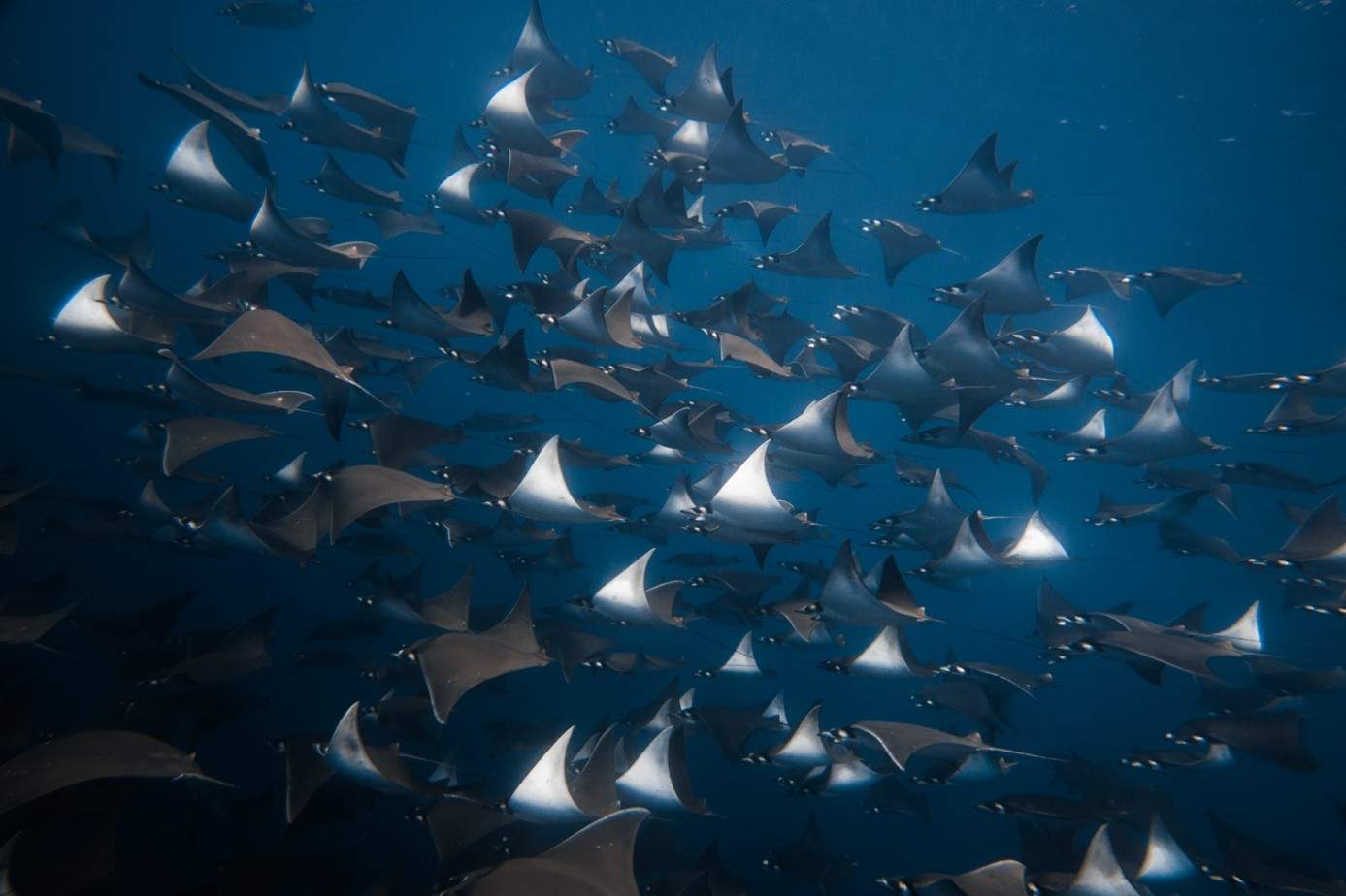 A school of mobula rays in the Sea of Cortez, Baja California