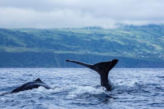 Baleine à bosse sondant devant une côte verdoyante