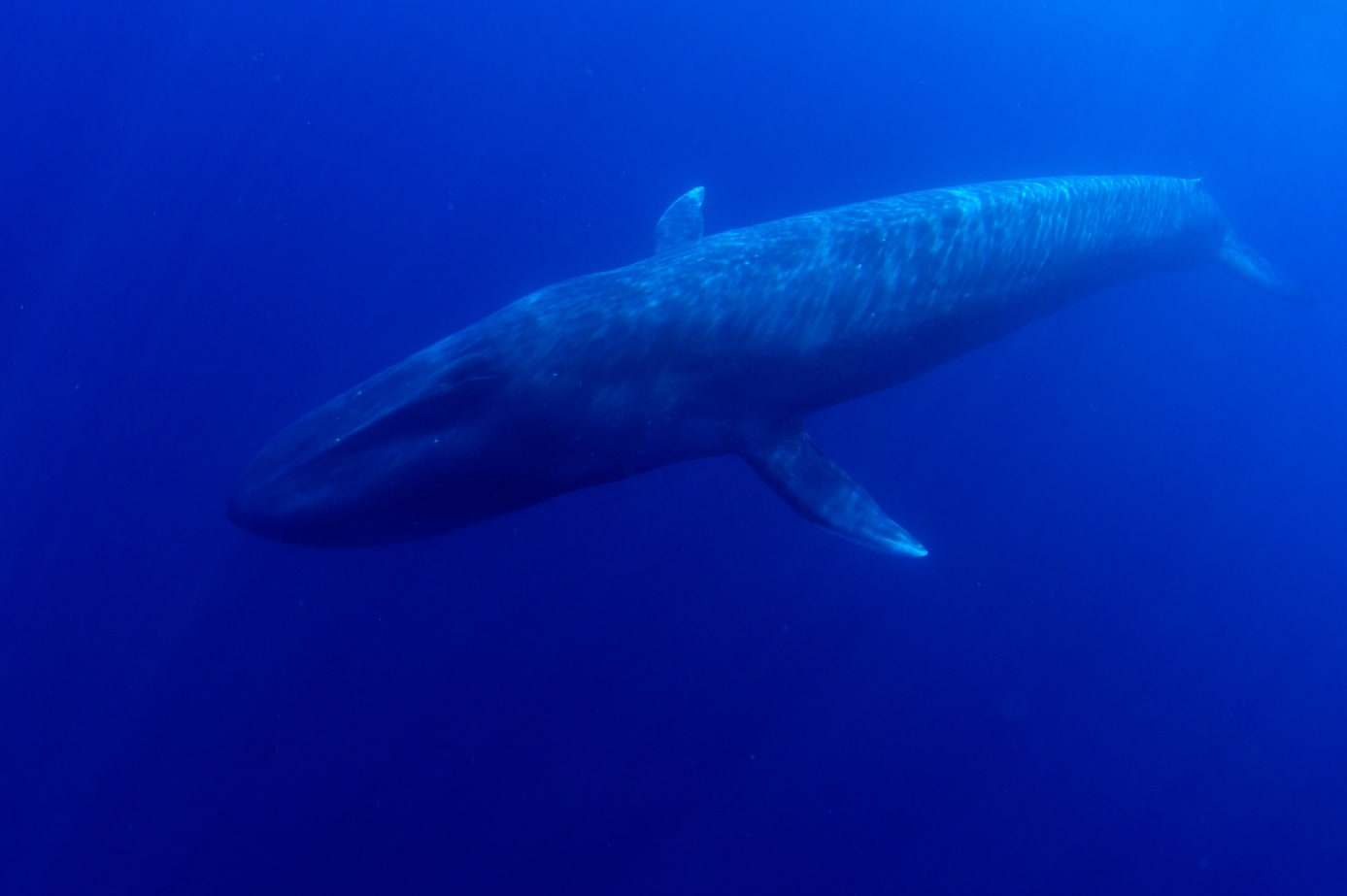Baleine bleue pygmée dans le bleu profond, Timor Leste