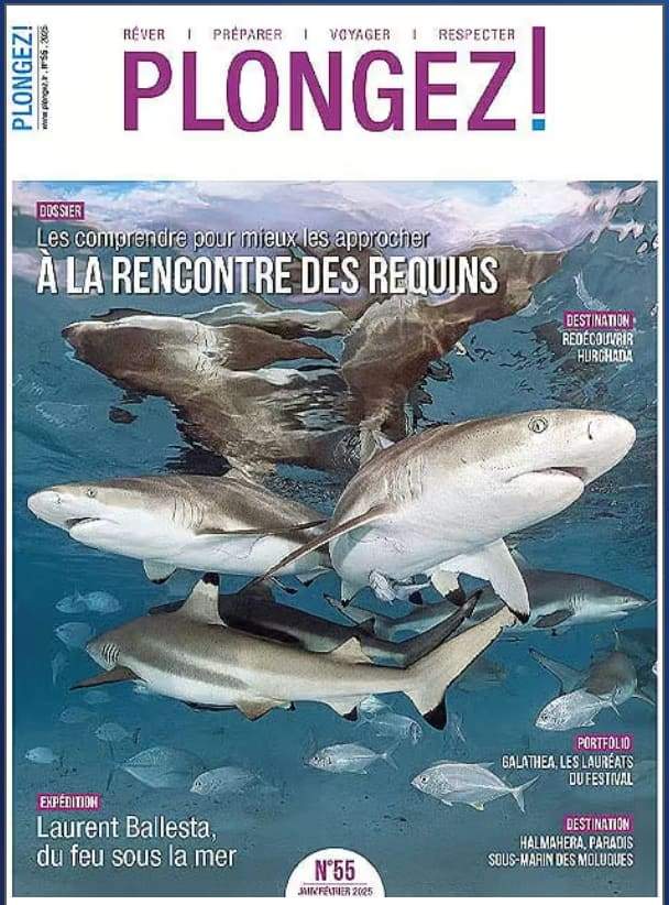 Couverture du magazine Plongez ! numéro 55, dossier « à la rencontre des requins »
