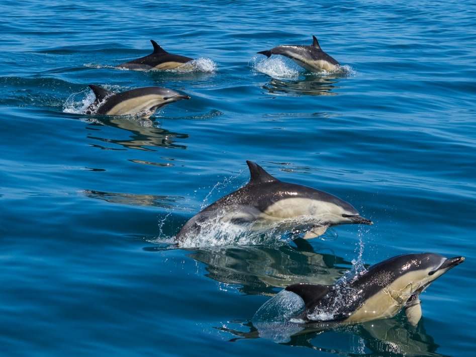 Groupe de dauphins communs bondissant en surface aux Açores