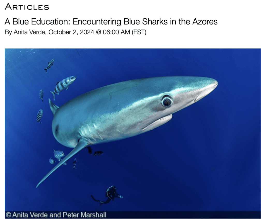 Requin bleu photographié aux Açores, illustration de l’article DivePhotoGuide