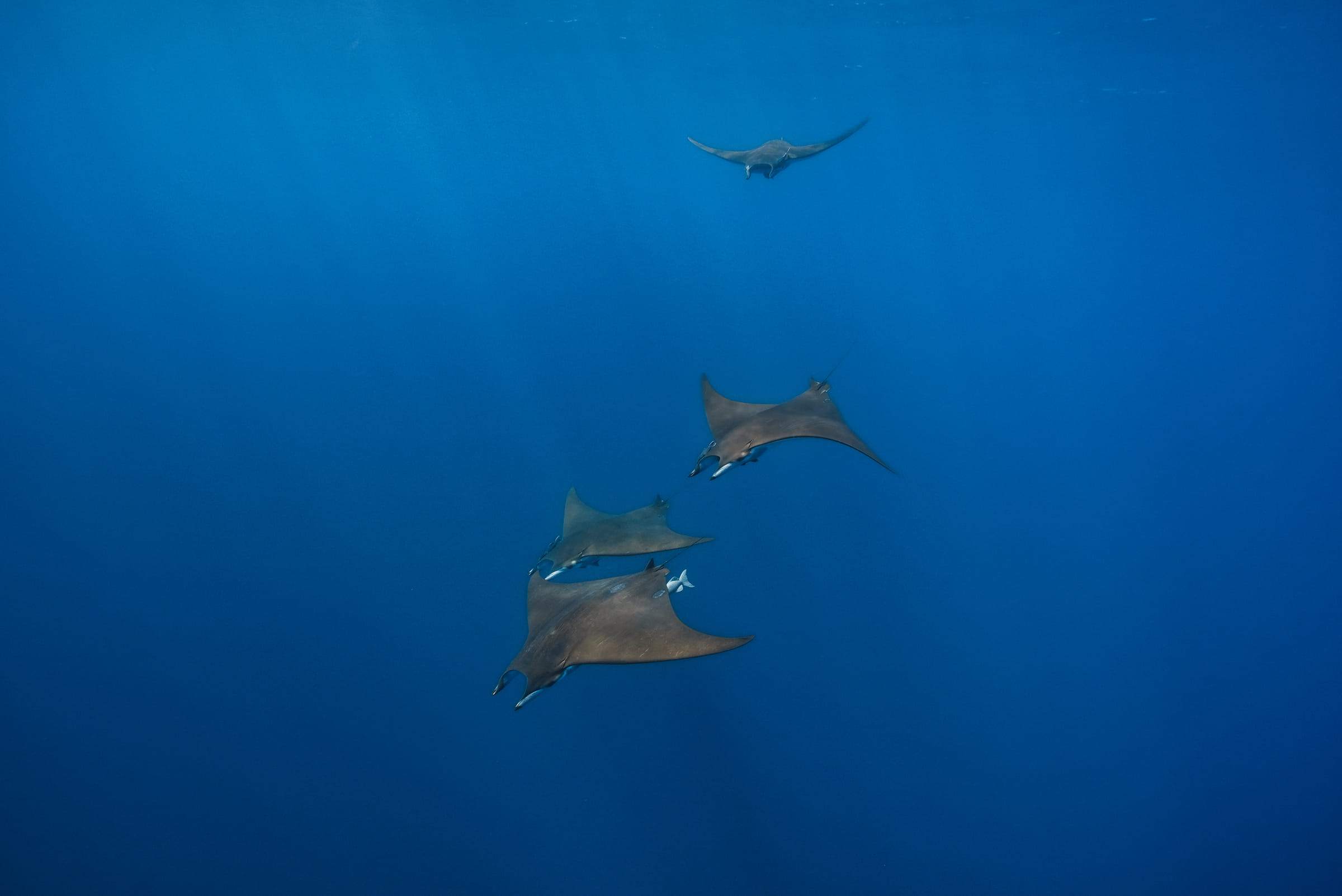 Four mobula rays hanging in the blue, seen from below