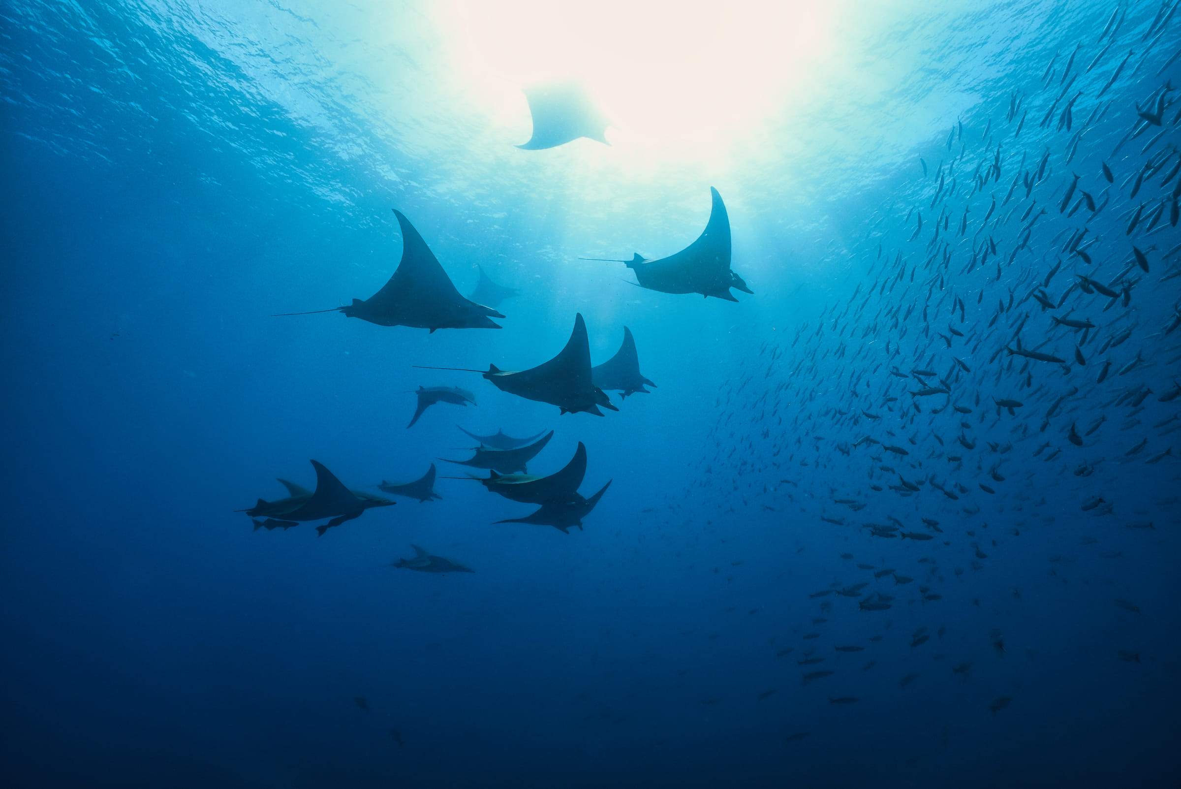A school of mobula rays backlit under the surface, in front of a wall of fish