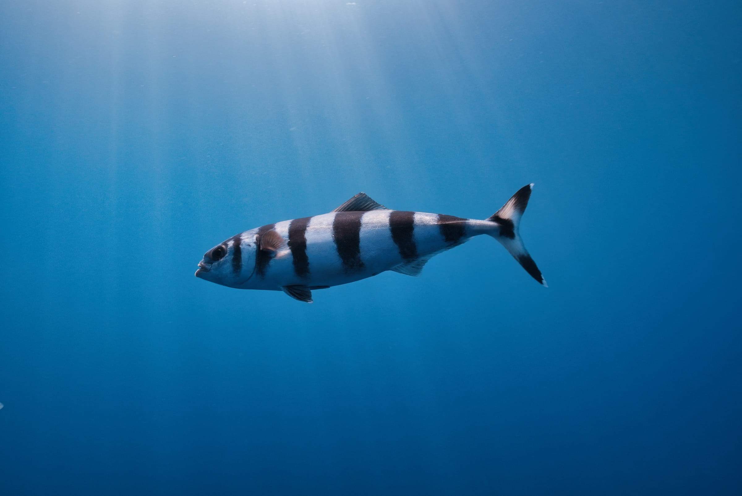Poisson pilote rayé glissant dans les rais de lumière, en pleine eau