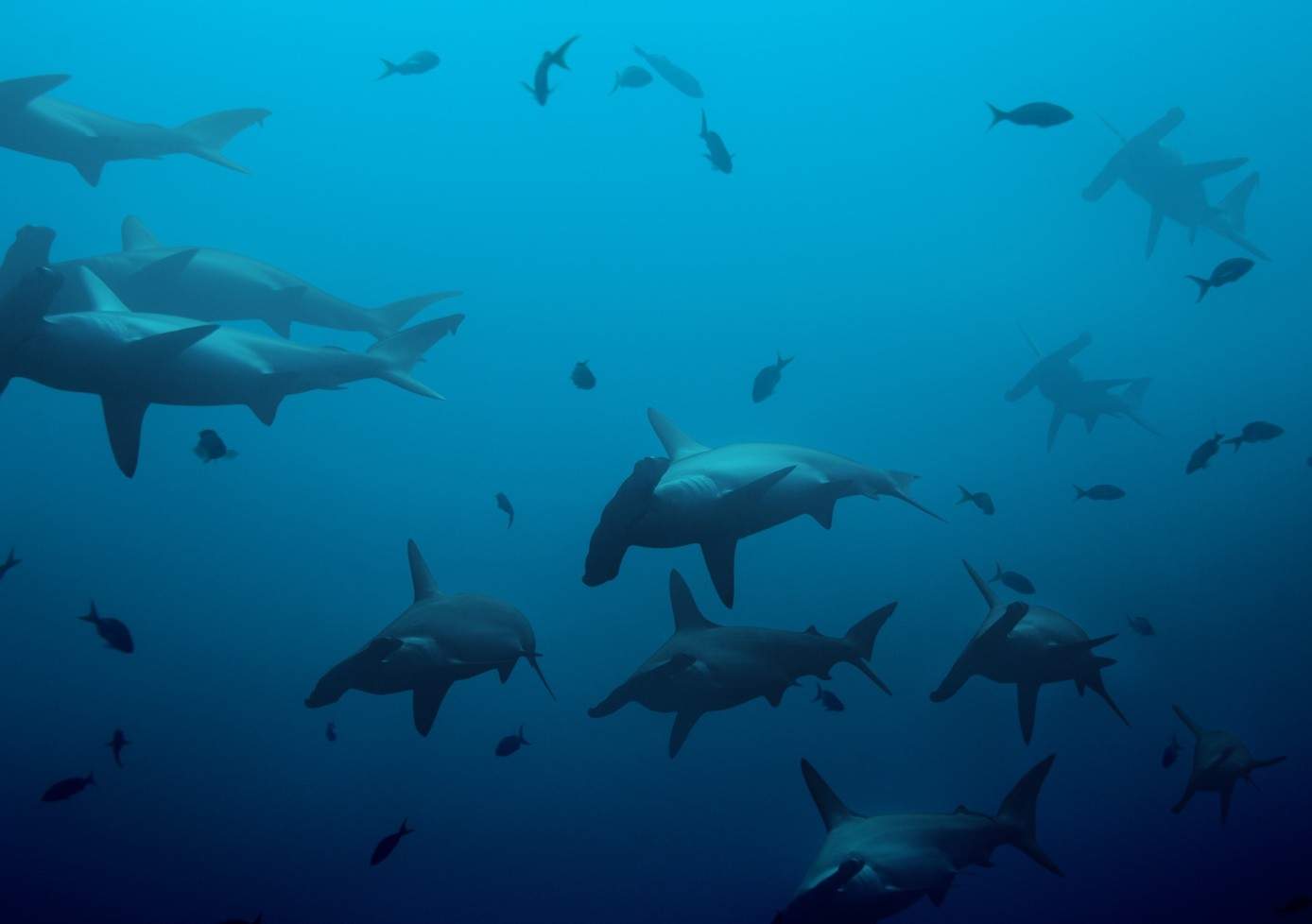 A school of hammerhead sharks in the blue of the Galápagos