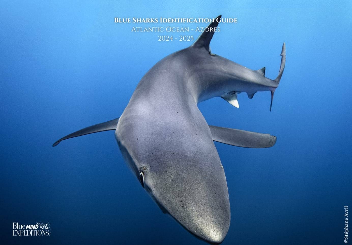 Couverture du Blue Sharks Identification Guide 2024-2025, requin bleu photographié aux Açores