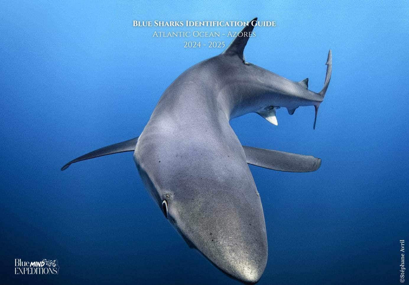 Couverture du Blue Sharks Identification Guide 2024-2025, requin bleu photographié aux Açores