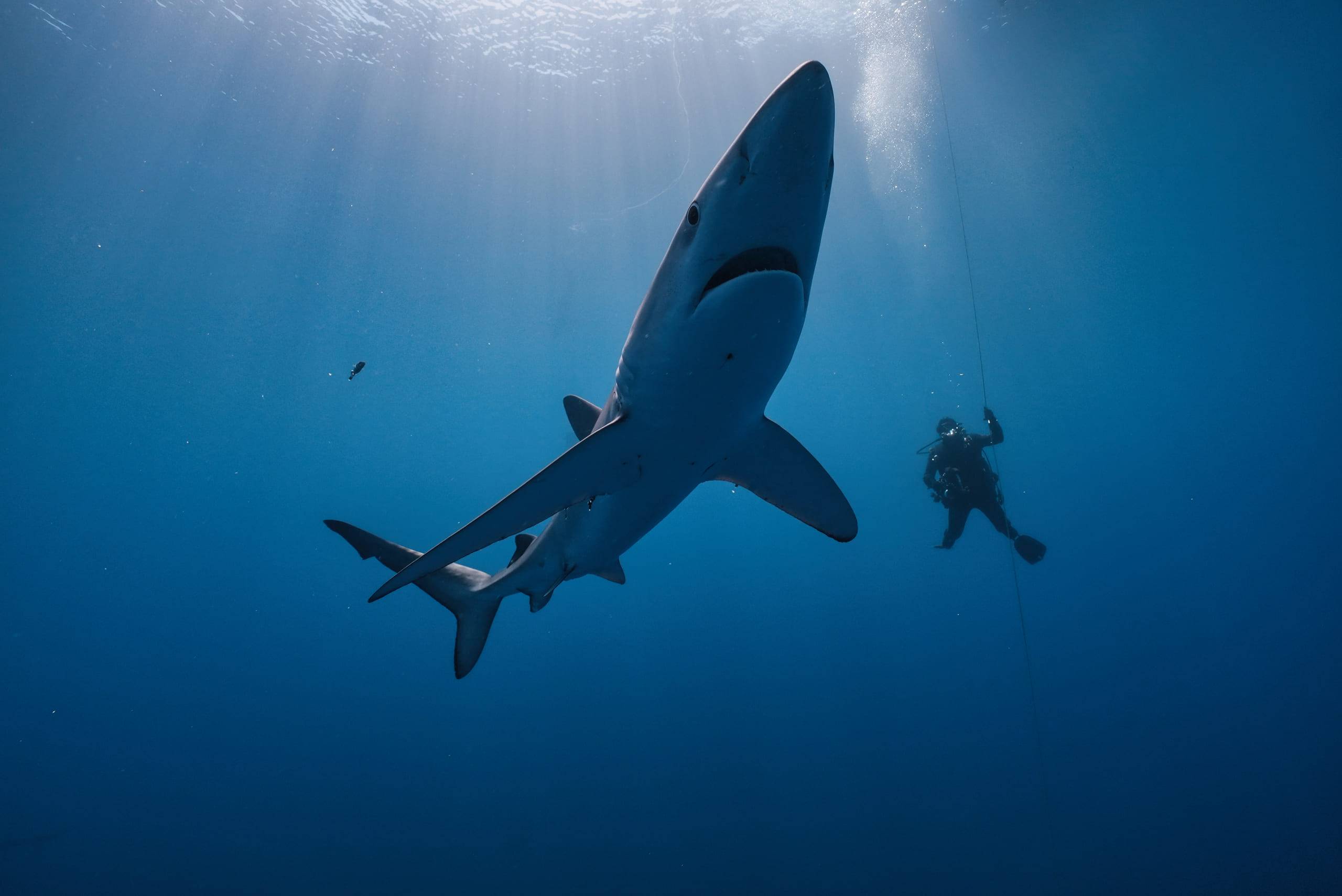 Un requin bleu croise sous une plongeuse en surface, dans les rais de lumière