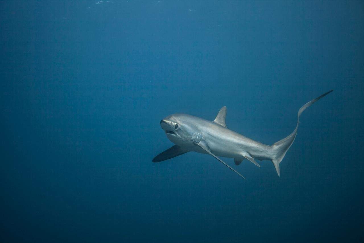 Pelagic thresher shark at Malapascua, Philippines