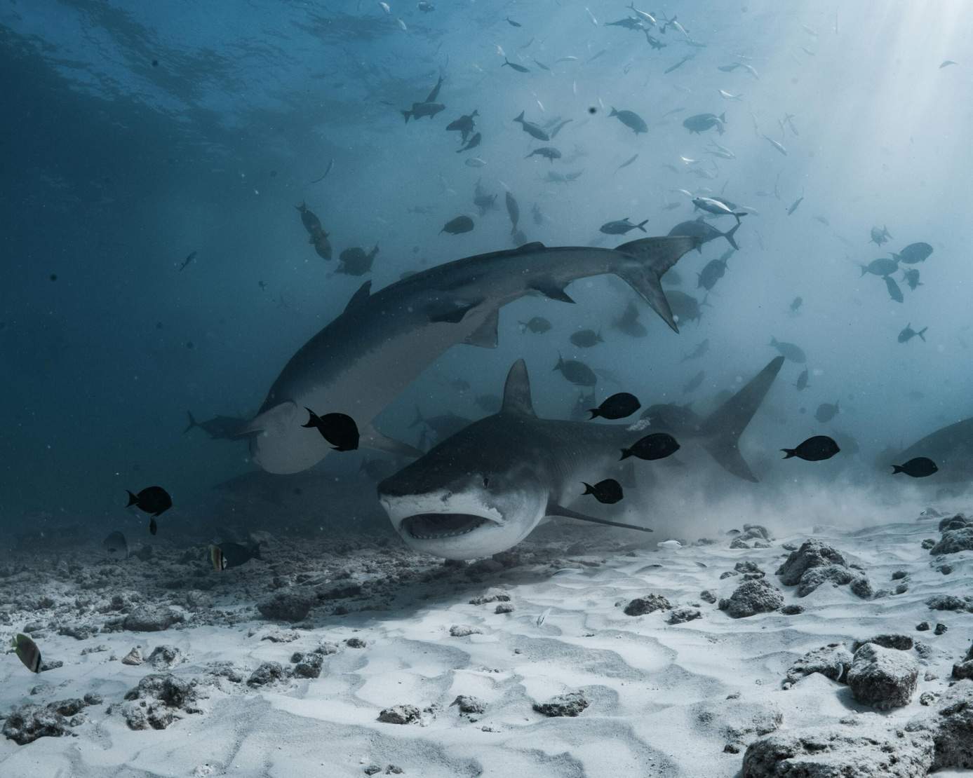 Tiger shark at Fuvahmulah, Maldives
