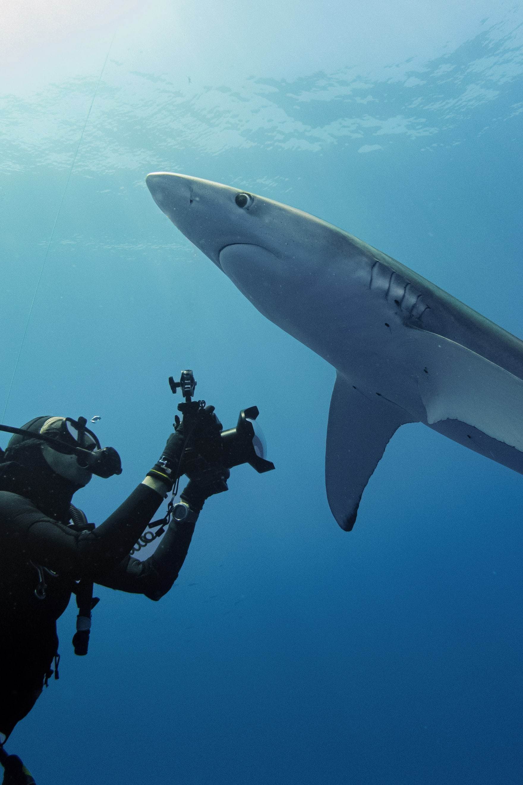 Margaux Le Brun photographiant un requin bleu en contre-plongée