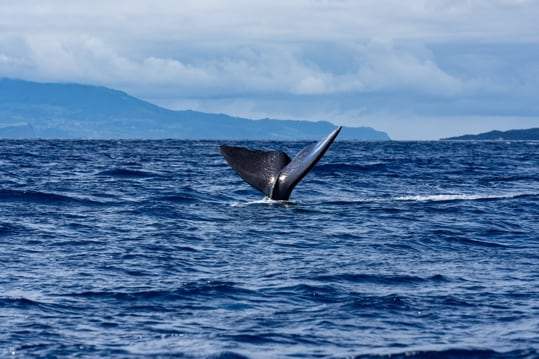 Queue de baleine à bosse devant l’île de Pico