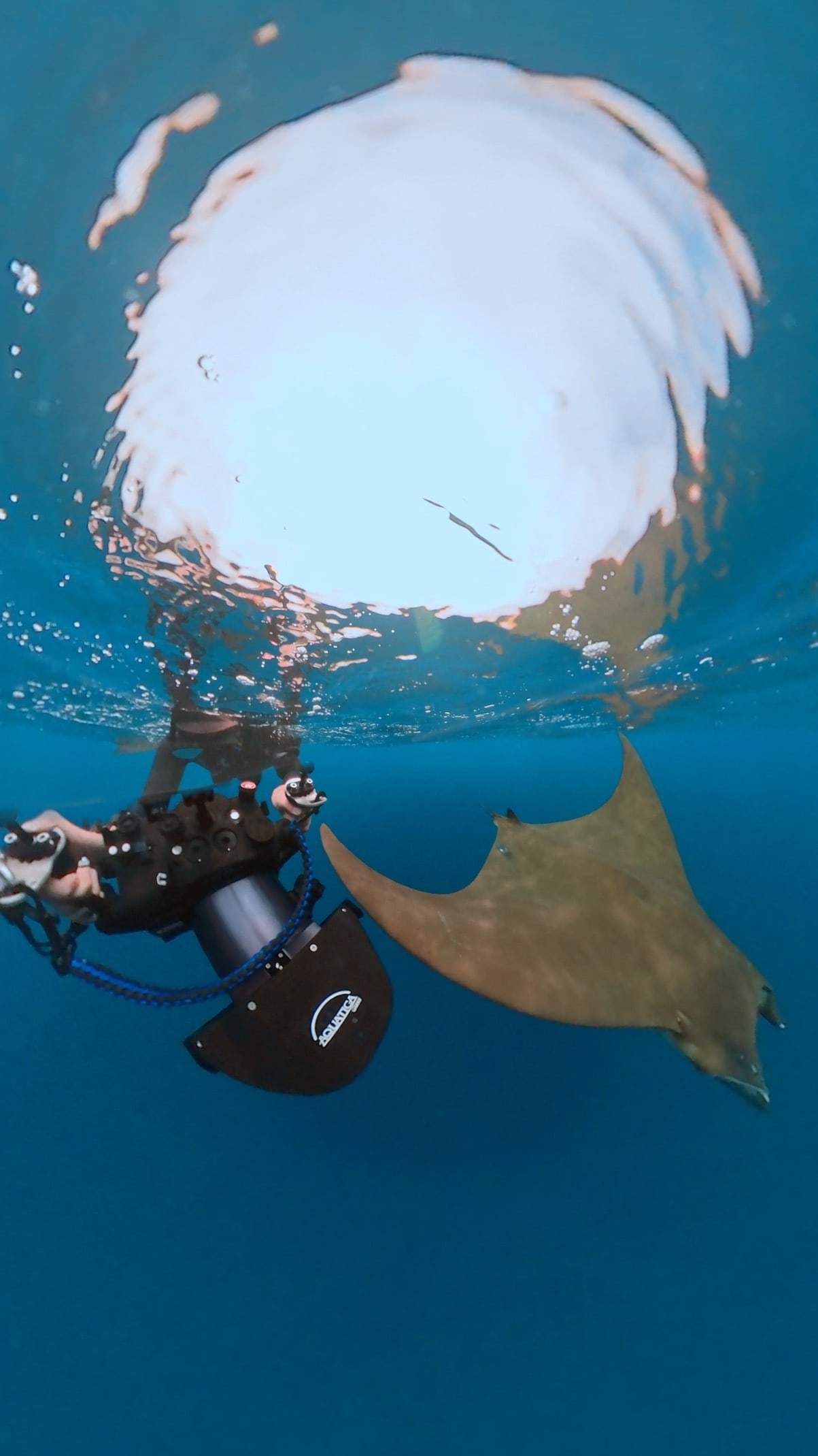 Une raie mobula glisse à côté de Margaux Le Brun, caméra en main, juste sous la surface