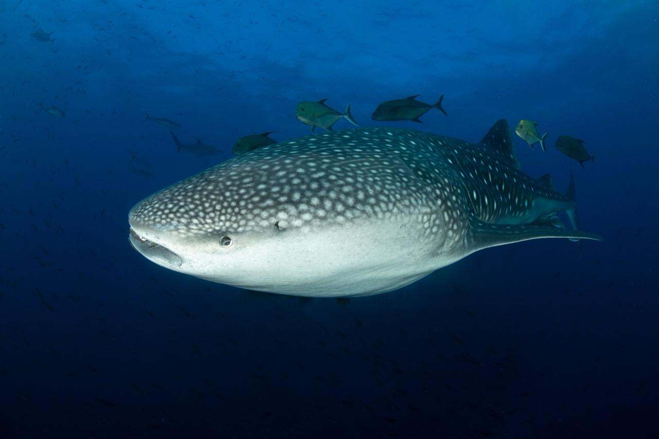 Requin-baleine aux Galápagos