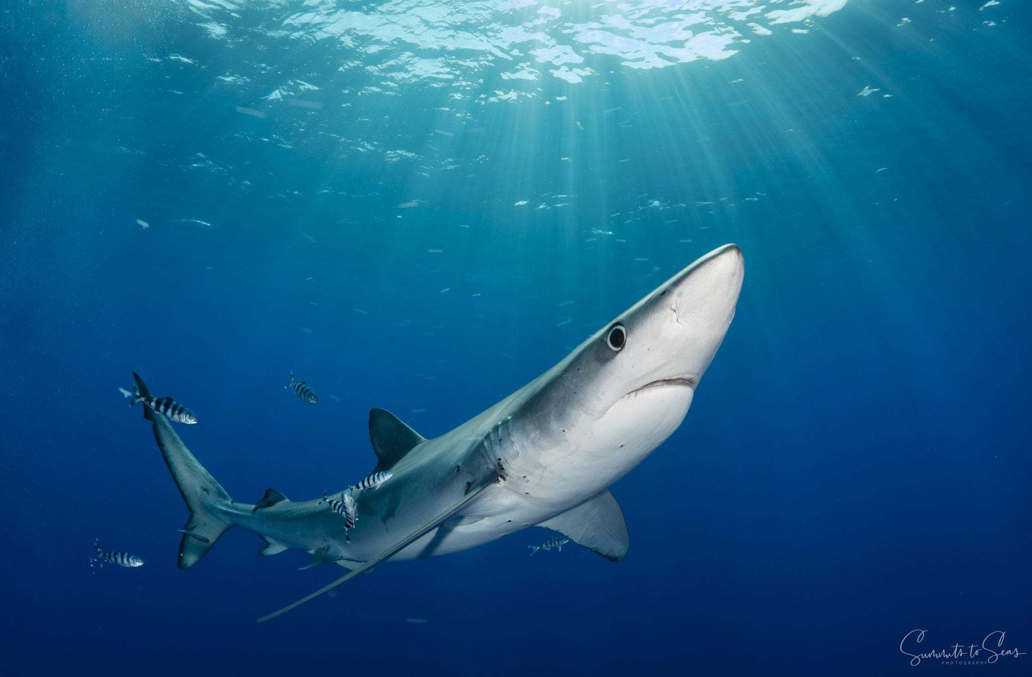 Requin bleu dans les rais de lumière aux Açores
