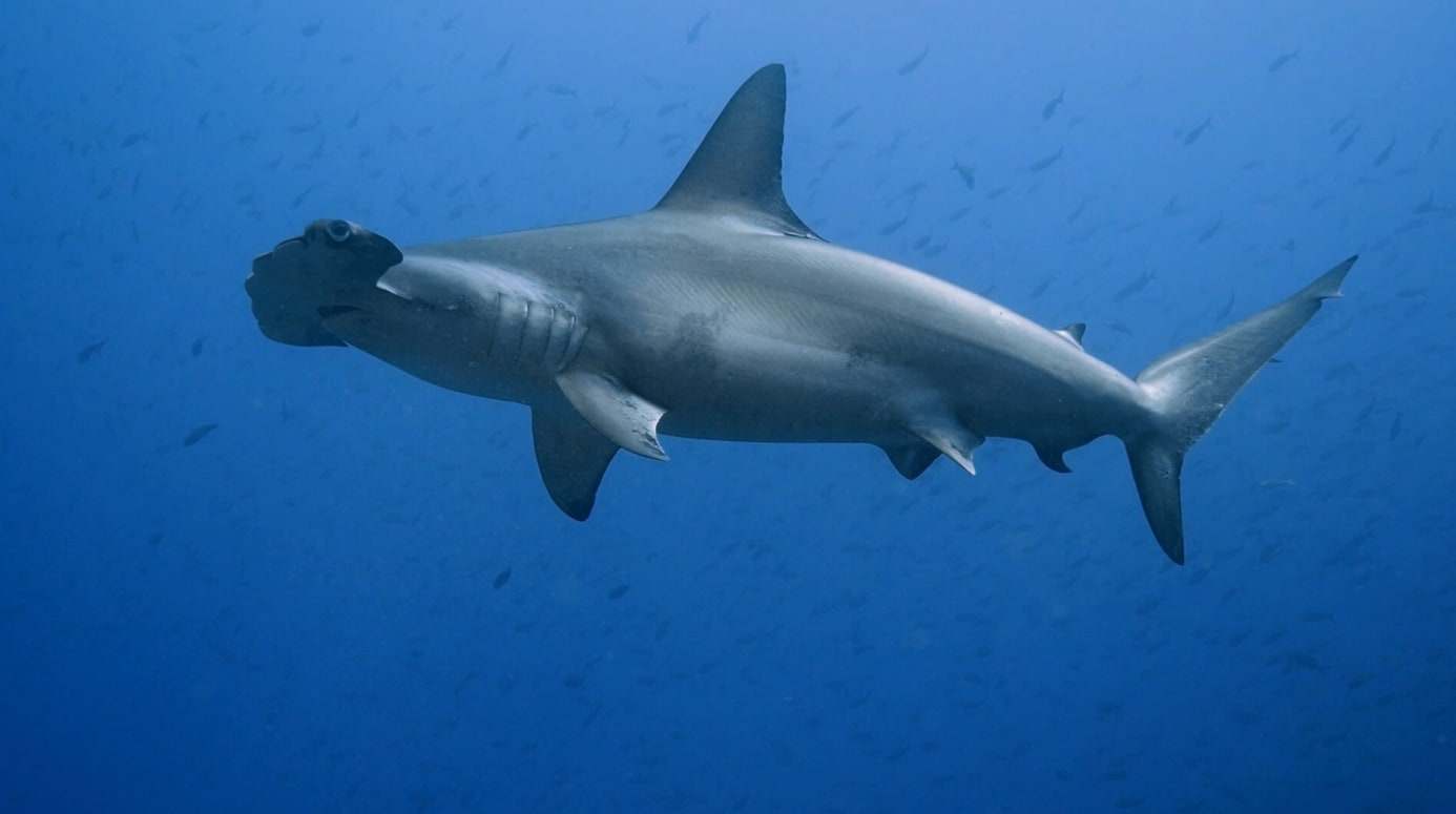 Requin marteau halicorne dans le bleu des Galápagos