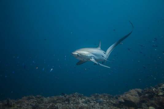 Requin-renard pélagique et sa longue caudale, à Malapascua