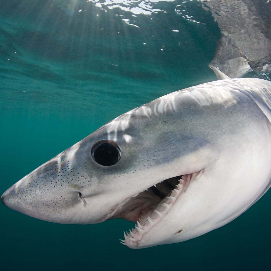 Requin taupe commun (porbeagle) en surface