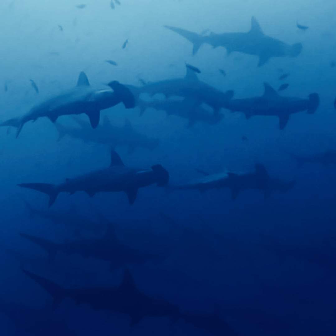 Banc de requins-marteaux aux Galápagos