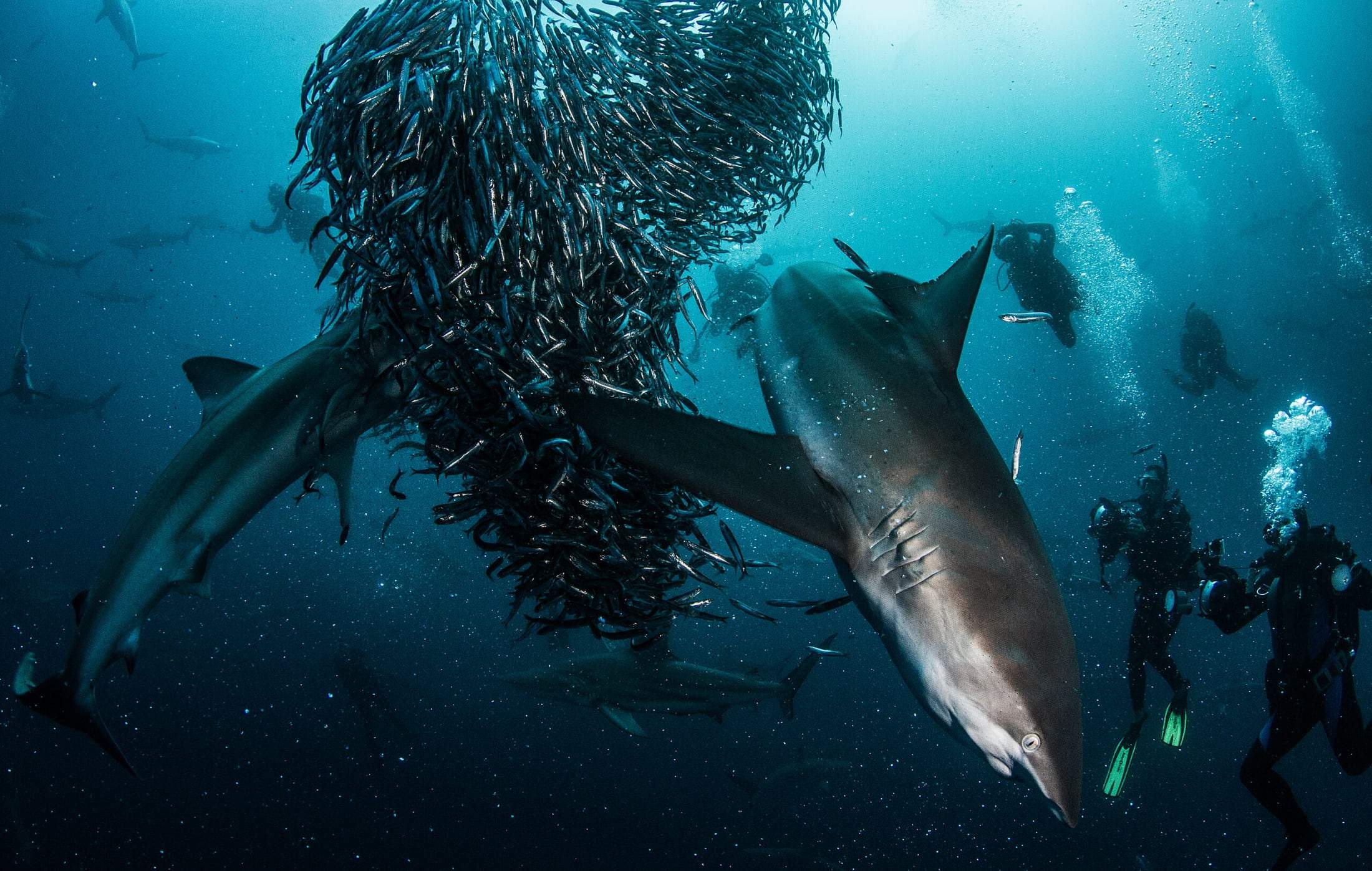Dauphins et oiseaux en chasse pendant le Sardine Run en Afrique du Sud