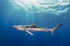 Blue-Shark-10-10-Sep