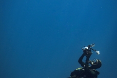 Margaux-et-requin-bleu-vertical-Acores-2025