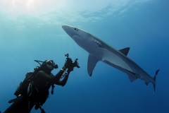 Margaux-requin-bleu