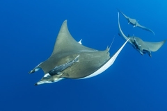 Mobula-Princess-Alice-1