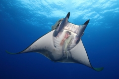 Mobula-Princess-Alice