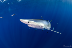 Requin-Bleu
