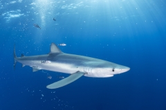 Requin-bleu-1