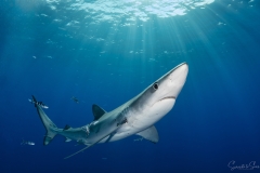 Requin-bleu