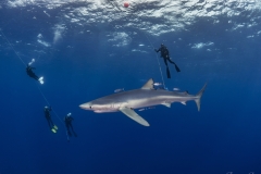 Shark-10-10-Sep-1-copie