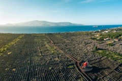 Vineyards on Pico Island in the Atlantic Ocean