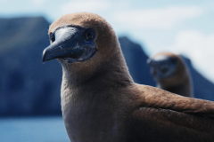 Brown-boobies-galapagos