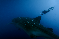 Margaux-et-requin-baleine-galapagos
