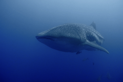 Whale-shark-galapagos-1
