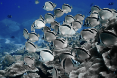 butterfly-fish-galapagos