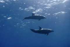 dolphins-galapagos