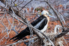 fregate-female-galapagos