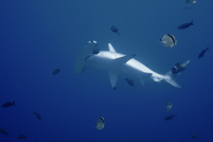 hammerhead-cleaned-galapagos