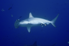 hammerhead-cleaned-galapagos_2