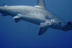hammerhead-closeup-galapagos-1