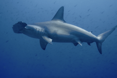 hammerhead-closeup-galapagos