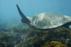 loggerhead-turtle-galapagos