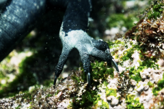 marine-iguana-galapagos