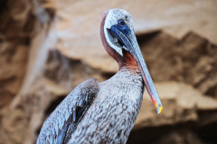 pelican-galapagos-1